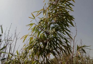 心如花木,向阳而生,怀揣未来的梦想,在每一个平凡而不平淡的日子里