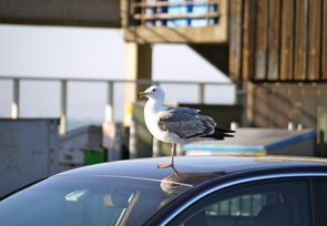 辽宁疫情新动态，11例本土无症状感染者引发关注