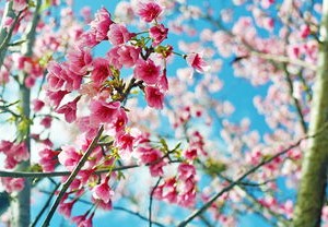 全国各城市疫情搜索高峰进度，疫情动态与公众关注的深度解析
