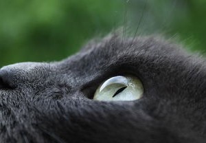 实拍合肥地震，监控下的惊魂时刻，猫的反应揭示未知的自然力量