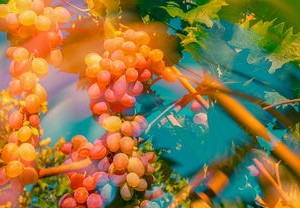 上海的健康色彩，深入了解中高风险区域的重要性