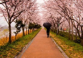 激战樱花巷，樱花对决，大阪樱花VS川崎前锋，绿叶与红钻的较量！