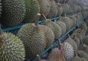 金枕榴莲云南试种成功，热带水果的新篇章