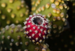 河北疫情新动态，新增无症状感染者8例的分析与应对策略