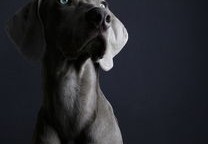 探索WWE的世界，魅力、竞技与背后的影响力