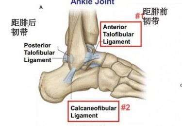 脚踝关节运动视频