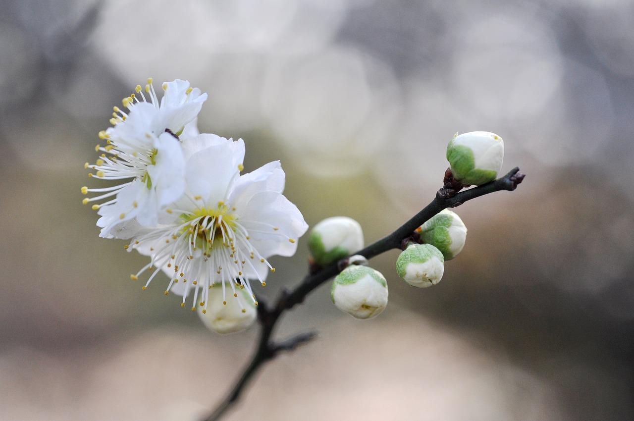 红色梅花三六九，马马虎虎今番取代表是指什么生肖，原文解答落实